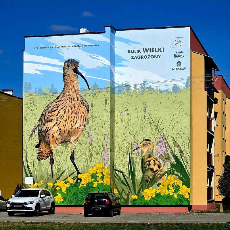 uroczyste odsłonięcie muralu projekt „kulik wielki zagrożony. ochrona kulika wielkiego numenius arquata w polsce”