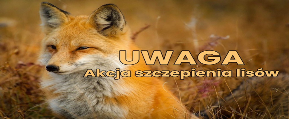 uwaga! akcja szczepienia lisów!
