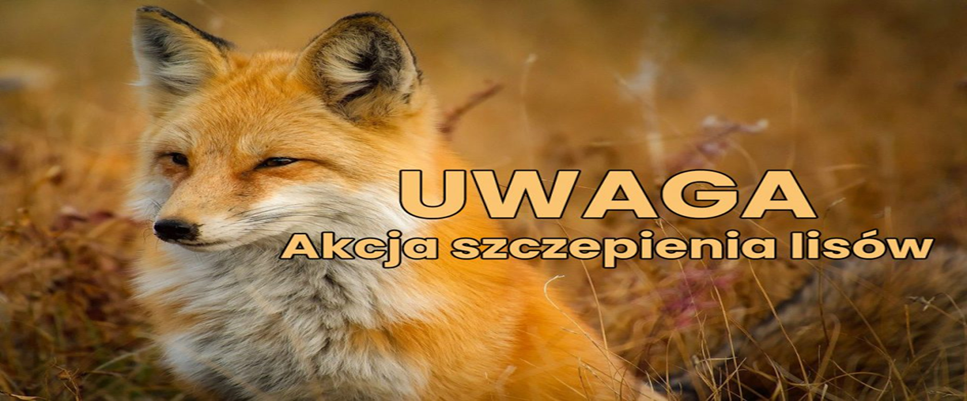 informacja o szczepieniach lisów wolno żyjących